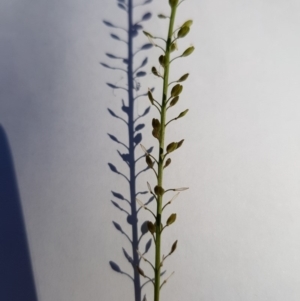 Lepidium africanum at Griffith, ACT - 13 Jan 2018 06:22 PM