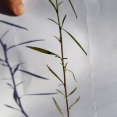 Lepidium africanum at Griffith, ACT - 13 Jan 2018 06:22 PM