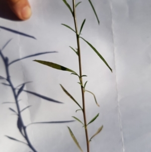 Lepidium africanum at Griffith, ACT - 13 Jan 2018 06:22 PM