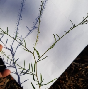 Lepidium africanum at Griffith, ACT - 13 Jan 2018 06:22 PM