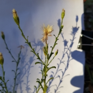 Vittadinia cuneata var. cuneata at Griffith, ACT - 13 Jan 2018