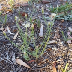 Vittadinia cuneata var. cuneata at Griffith, ACT - 13 Jan 2018 06:43 PM