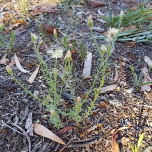 Vittadinia cuneata var. cuneata at Griffith, ACT - 13 Jan 2018