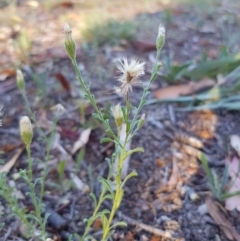 Vittadinia cuneata var. cuneata at Griffith, ACT - 13 Jan 2018