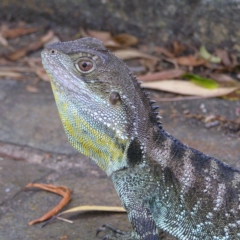 Intellagama lesueurii howittii (Gippsland Water Dragon) at ANBG - 13 Jan 2018 by MatthewFrawley