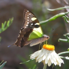 Graphium macleayanum (Macleay's Swallowtail) at Acton, ACT - 13 Jan 2018 by MatthewFrawley