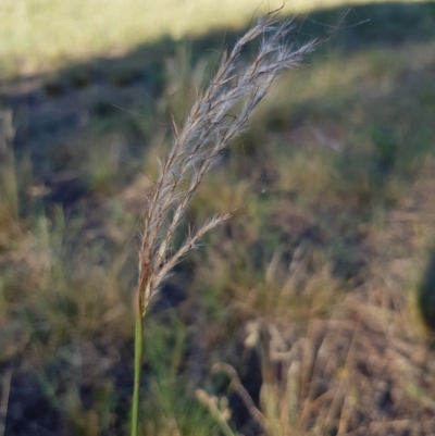 Bothriochloa macra (Red Grass, Red-leg Grass) at Griffith, ACT - 13 Jan 2018 by ianandlibby1