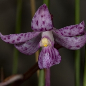 Dipodium roseum at Crace, ACT - suppressed