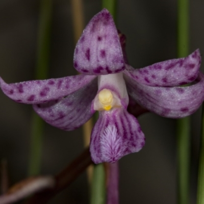 Dipodium roseum (Rosy Hyacinth Orchid) at Crace, ACT - 12 Jan 2018 by DerekC