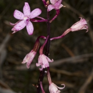 Dipodium roseum at Crace, ACT - suppressed