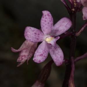 Dipodium roseum at Crace, ACT - suppressed