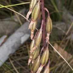 Dipodium roseum at Crace, ACT - suppressed