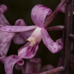 Dipodium roseum (Rosy Hyacinth Orchid) at Crace, ACT - 12 Jan 2018 by DerekC