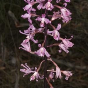 Dipodium roseum at Crace, ACT - 12 Jan 2018