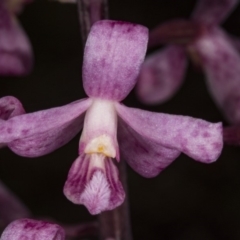 Dipodium roseum at Crace, ACT - 12 Jan 2018