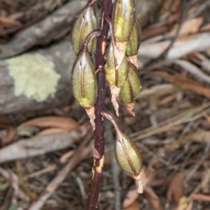 Dipodium sp. at Gungahlin, ACT - suppressed