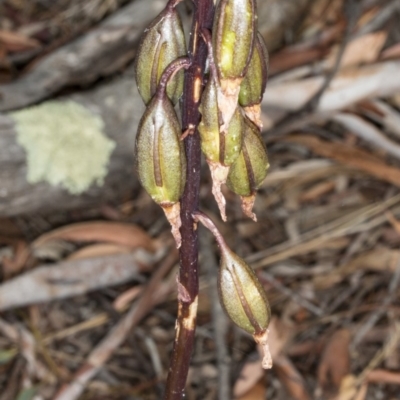 Dipodium sp. (A Hyacinth Orchid) at Gungahlin, ACT - 12 Jan 2018 by DerekC