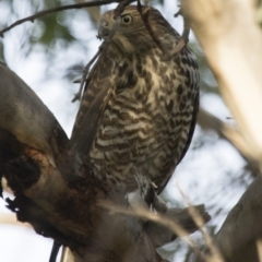 Tachyspiza fasciata (Brown Goshawk) at Michelago, NSW - 17 Feb 2017 by Illilanga