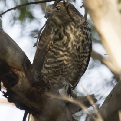 Accipiter fasciatus (Brown Goshawk) at Michelago, NSW - 16 Feb 2017 by Illilanga