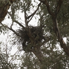 Falco longipennis at Michelago, NSW - 20 Jan 2016 03:23 PM