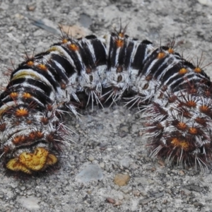 Chelepteryx collesi at Wanniassa, ACT - 13 Jan 2018 05:29 PM