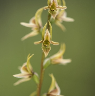 Paraprasophyllum canaliculatum (Summer Leek Orchid) at Paddys River, ACT by GlenRyan