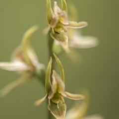 Prasophyllum canaliculatum at suppressed - 13 Jan 2018