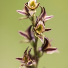 Prasophyllum canaliculatum (Summer Leek Orchid) at Paddys River, ACT - 13 Jan 2018 by GlenRyan