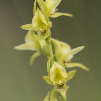 Paraprasophyllum canaliculatum (Summer Leek Orchid) at Paddys River, ACT by GlenRyan