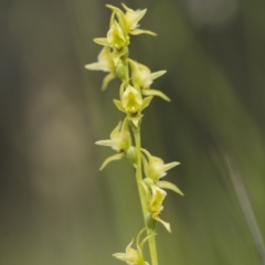 Paraprasophyllum canaliculatum at suppressed - suppressed