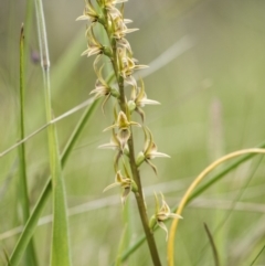 Paraprasophyllum canaliculatum (Summer Leek Orchid) by GlenRyan