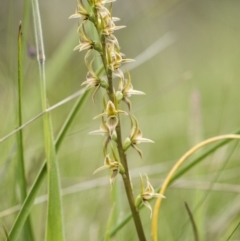 Paraprasophyllum canaliculatum (Summer Leek Orchid) at Paddys River, ACT by GlenRyan