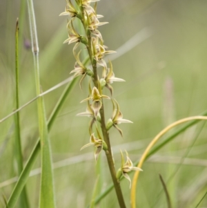 Paraprasophyllum canaliculatum at suppressed - suppressed