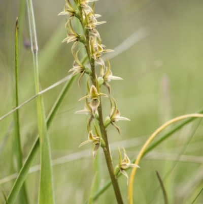 Paraprasophyllum canaliculatum (Summer Leek Orchid) at Paddys River, ACT by GlenRyan