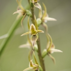 Paraprasophyllum canaliculatum at suppressed - suppressed