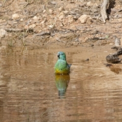 Psephotus haematonotus (Red-rumped Parrot) at Michelago, NSW - 20 Dec 2010 by Illilanga