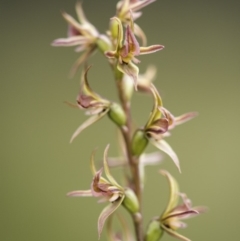 Paraprasophyllum canaliculatum (Summer Leek Orchid) at Paddys River, ACT by GlenRyan