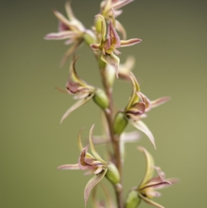 Paraprasophyllum canaliculatum at suppressed - suppressed