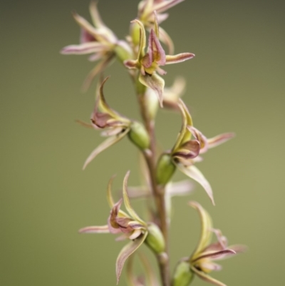 Paraprasophyllum canaliculatum (Summer Leek Orchid) at Paddys River, ACT by GlenRyan