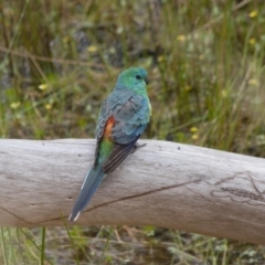 Psephotus haematonotus (Red-rumped Parrot) at Michelago, NSW - 15 Jan 2012 by Illilanga