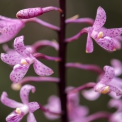 Dipodium roseum (Rosy Hyacinth Orchid) at Cotter River, ACT - 13 Jan 2018 by GlenRyan