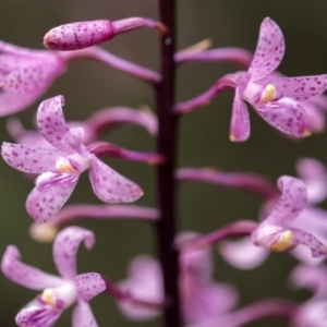 Dipodium roseum at Cotter River, ACT - suppressed