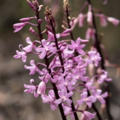 Dipodium roseum at Cotter River, ACT - suppressed