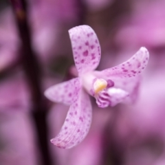 Dipodium roseum at Cotter River, ACT - suppressed