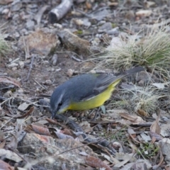 Eopsaltria australis at Michelago, NSW - 16 Jun 2013