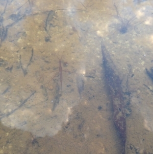 Ranatra sp. (genus) at Michelago, NSW - 10 Mar 2015