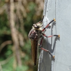 Neoaratus hercules at Isaacs, ACT - 13 Jan 2018 02:39 PM