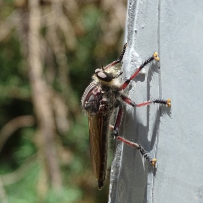 Neoaratus hercules (Herculean Robber Fly) at Isaacs, ACT - 13 Jan 2018 by Mike