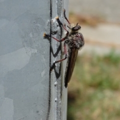 Neoaratus hercules at Isaacs, ACT - 13 Jan 2018 02:39 PM