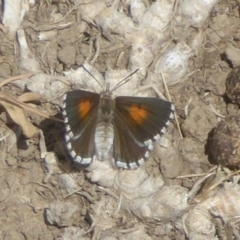 Lucia limbaria (Chequered Copper) at Fyshwick, ACT - 12 Jan 2018 by Christine